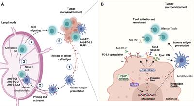 Targeting PARP1 to Enhance Anticancer Checkpoint Immunotherapy Response: Rationale and Clinical Implications